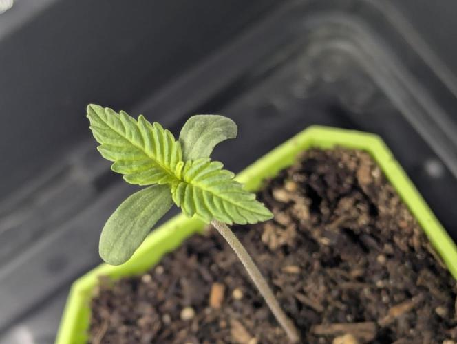 Biotabs/Autopot.- Triple Cheese. Week 1