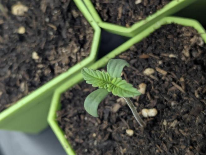 Biotabs/Autopot.- Triple Cheese. Week 1