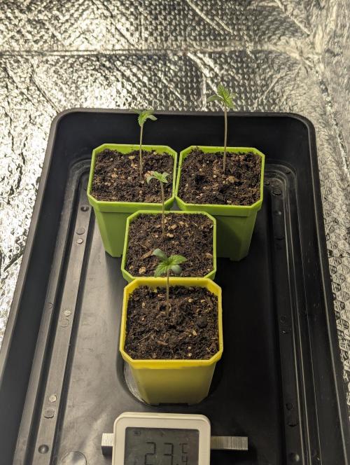 Biotabs/Autopot.- Triple Cheese. Week 1