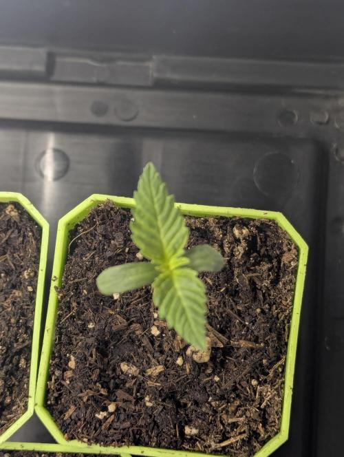 Biotabs/Autopot.- Triple Cheese. Week 1