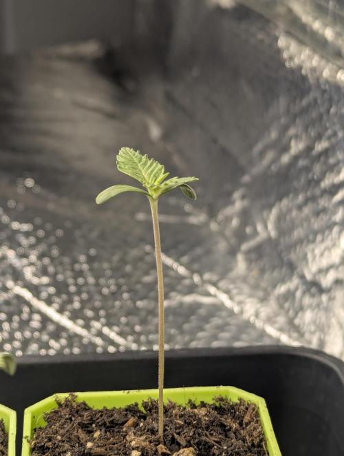 Biotabs/Autopot.- Triple Cheese. Week 1