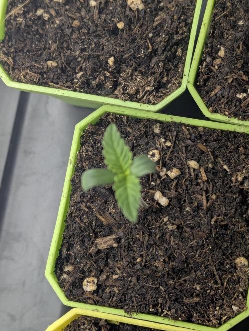 Biotabs/Autopot.- Triple Cheese. Week 1