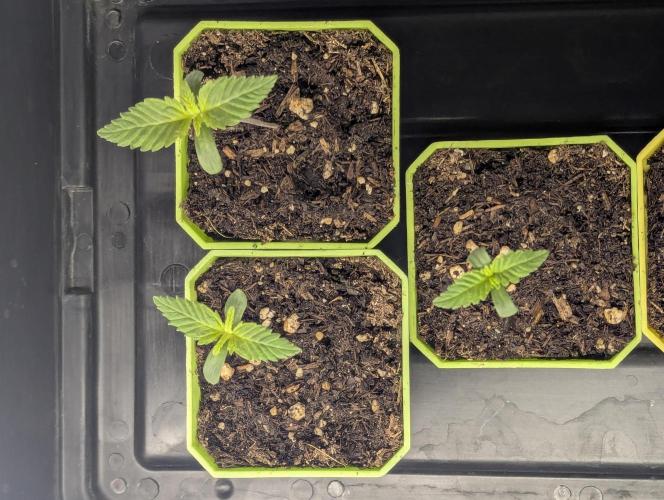 Biotabs/Autopot.- Triple Cheese. Week 1