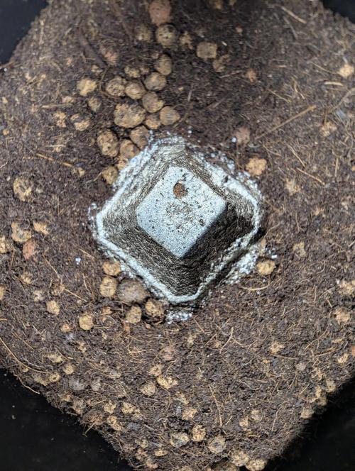 Biotabs/Autopot.- Triple Cheese. Week 1