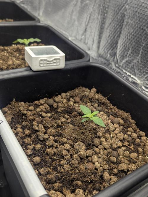 Biotabs/Autopot.- Triple Cheese. Week 1