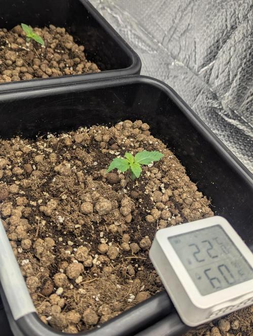 Biotabs/Autopot.- Triple Cheese. Week 1