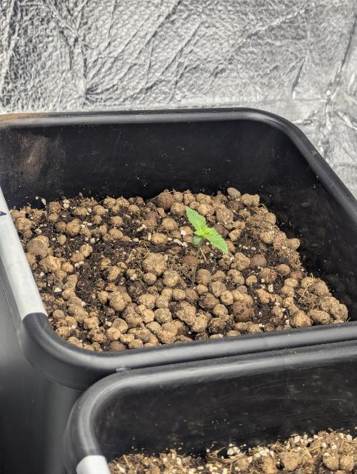 Biotabs/Autopot.- Triple Cheese. Week 1