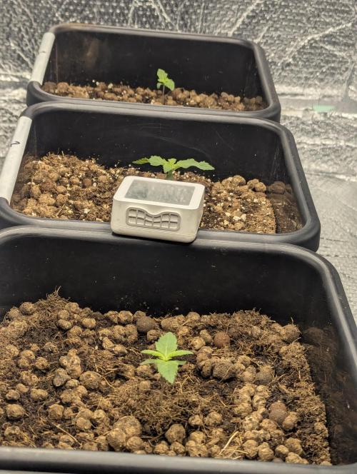 Biotabs/Autopot.- Triple Cheese. Week 1