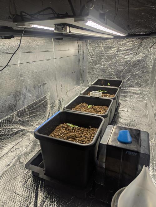 Biotabs/Autopot Tropicana Cherry. Week 1