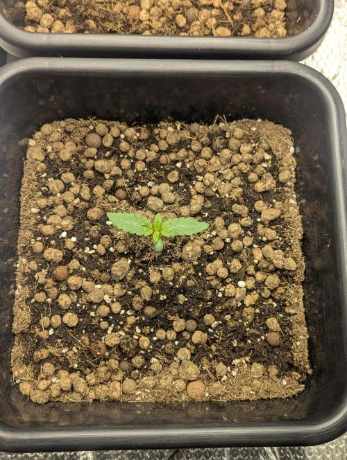 Biotabs/Autopot Tropicana Cherry. Week 1