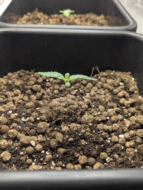 Biotabs/Autopot Tropicana Cherry. Week 1