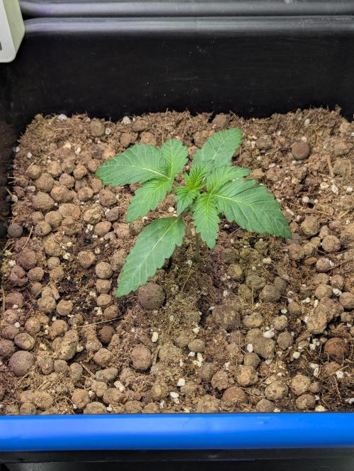Biotabs/Autopot Tropicana Cherry. Week 2