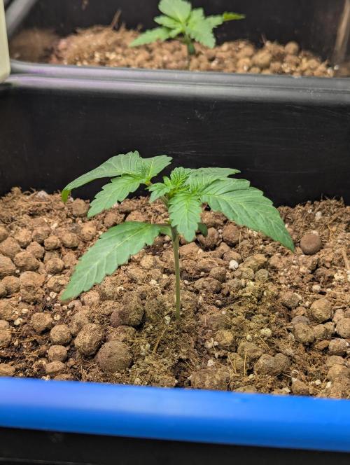 Biotabs/Autopot Tropicana Cherry. Week 2