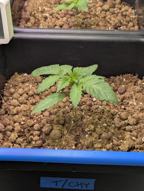 Biotabs/Autopot Tropicana Cherry. Week 2