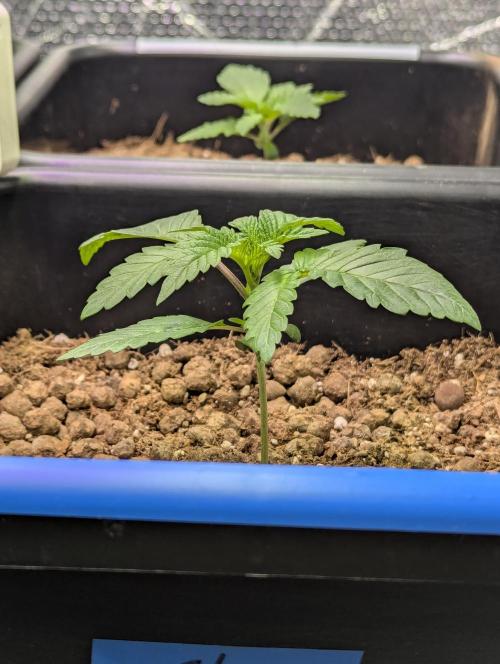 Biotabs/Autopot Tropicana Cherry. Week 2