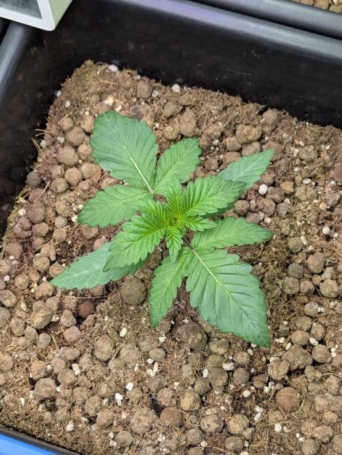 Biotabs/Autopot Tropicana Cherry. Week 2