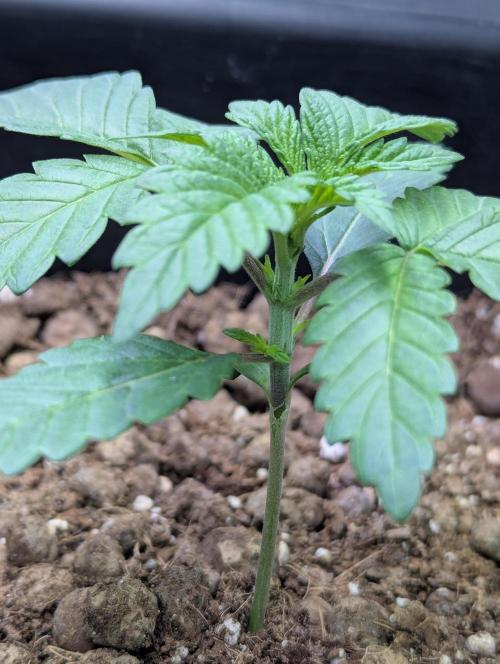 Biotabs/Autopot Tropicana Cherry. Week 2