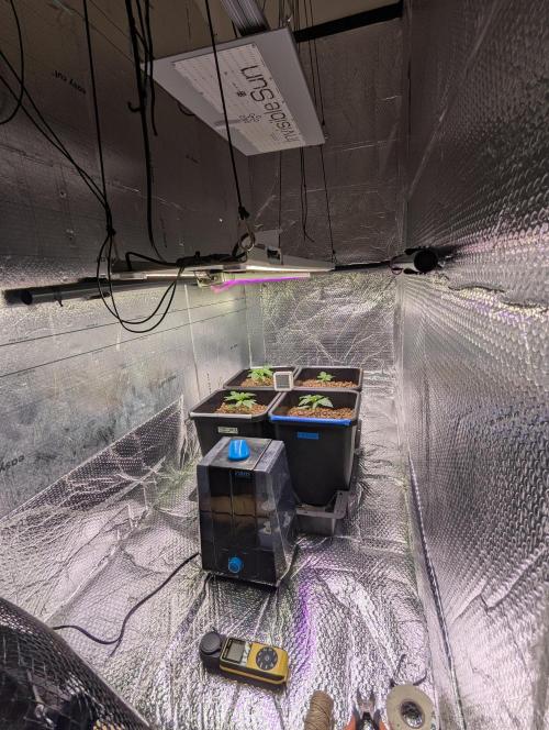 Biotabs/Autopot Tropicana Cherry. Week 2