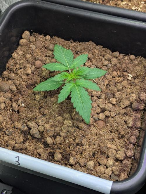 Biotabs/Autopot.- Triple Cheese. Week 2