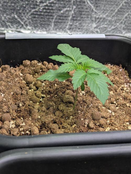 Biotabs/Autopot.- Triple Cheese. Week 2
