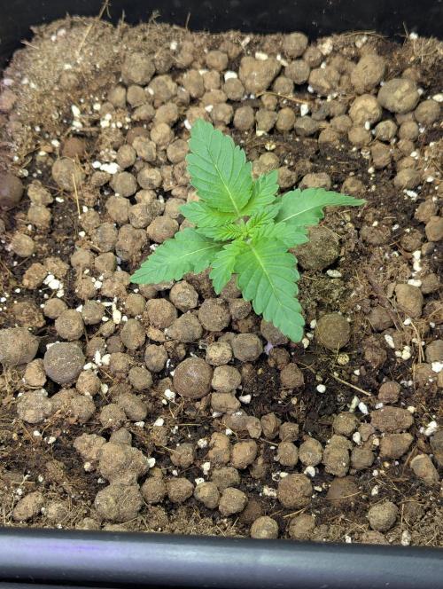 Biotabs/Autopot.- Triple Cheese. Week 2