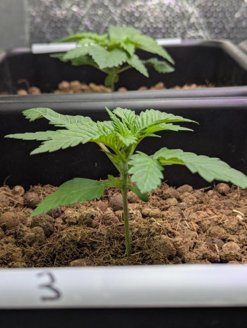 Biotabs/Autopot.- Triple Cheese. Week 2