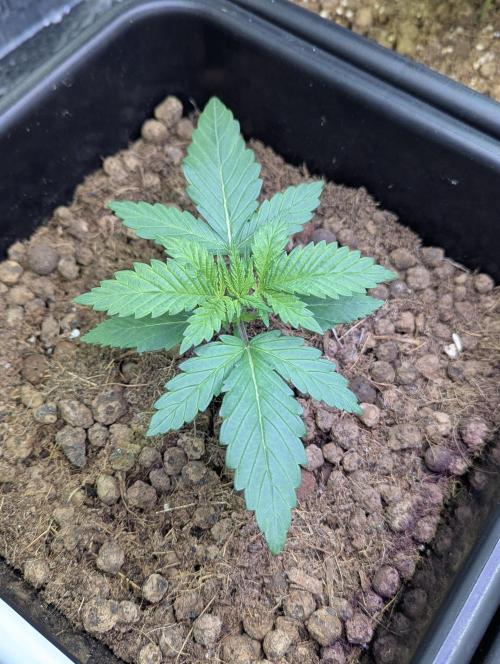 Biotabs/Autopot.- Triple Cheese. Week 2