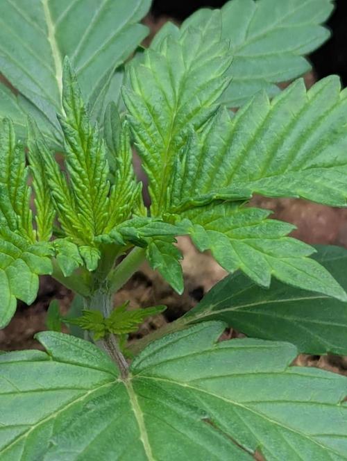 Biotabs/Autopot.- Triple Cheese. Week 2