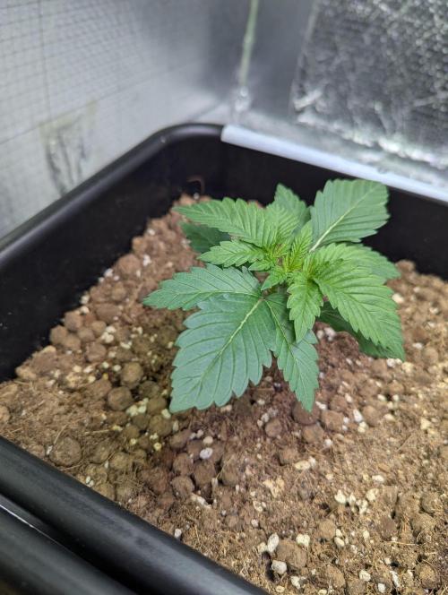 Biotabs/Autopot.- Triple Cheese. Week 2