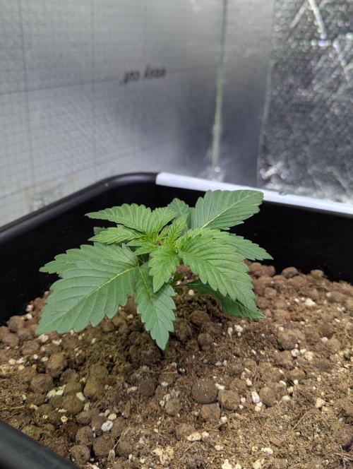 Biotabs/Autopot.- Triple Cheese. Week 2