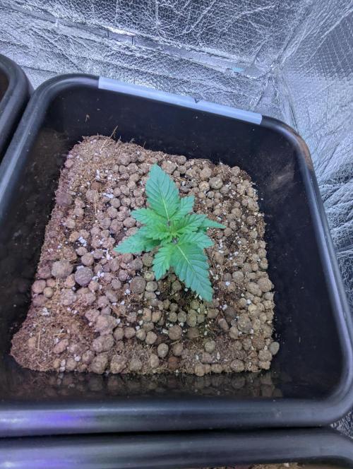 Biotabs/Autopot.- Triple Cheese. Week 2