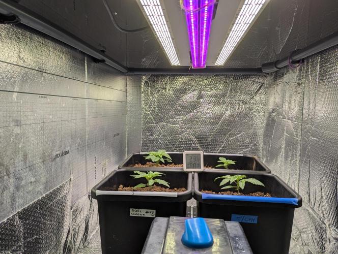 Biotabs/Autopot.- Triple Cheese. Week 2