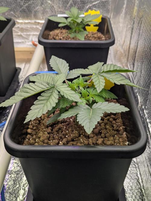 Biotabs/Autopot Tropicana Cherry. Week 3