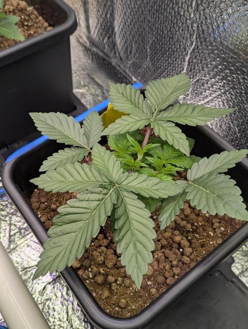 Biotabs/Autopot Tropicana Cherry. Week 3