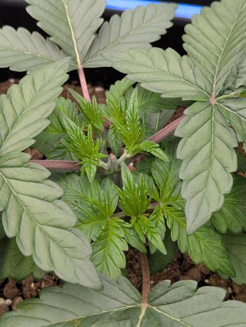 Biotabs/Autopot Tropicana Cherry. Week 3