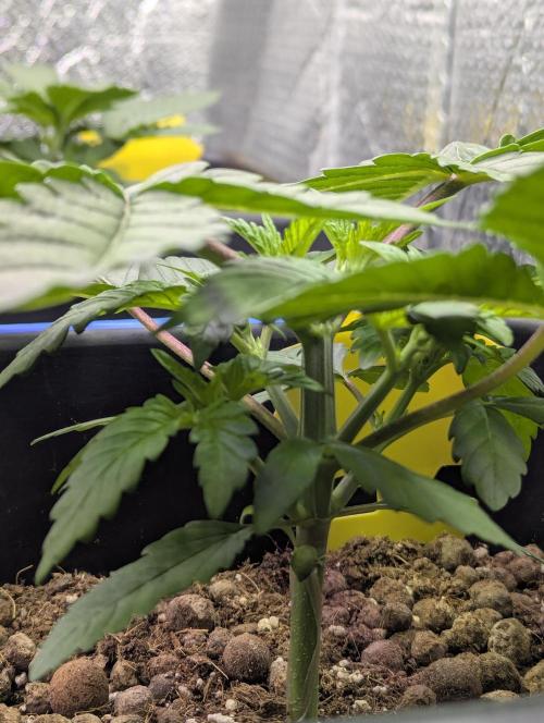 Biotabs/Autopot Tropicana Cherry. Week 3