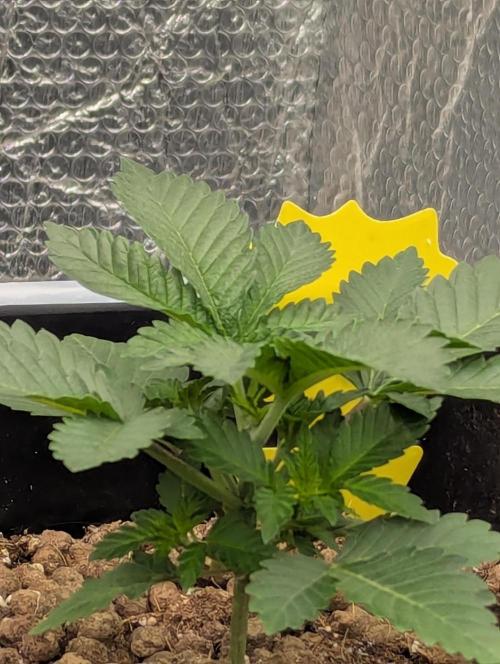 Biotabs/Autopot.- Triple Cheese. Week 3