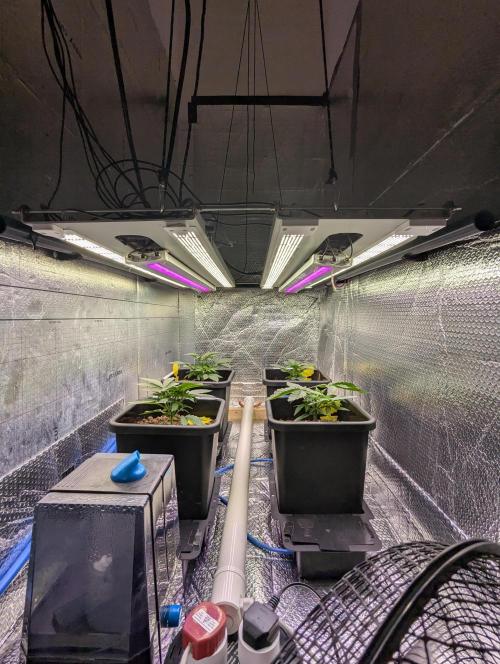 Biotabs/Autopot.- Triple Cheese. Week 3