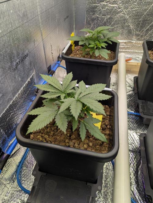 Biotabs/Autopot.- Triple Cheese. Week 3