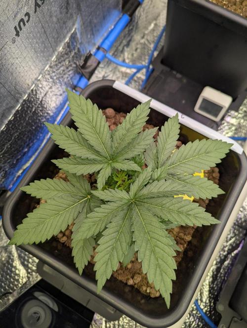 Biotabs/Autopot.- Triple Cheese. Week 3