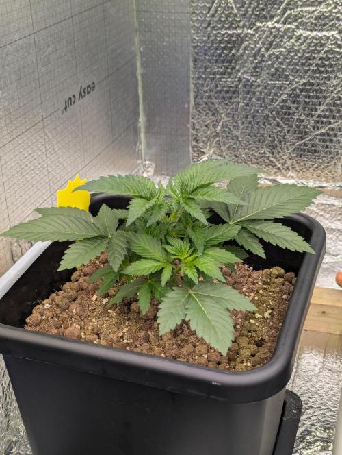 Biotabs/Autopot.- Triple Cheese. Week 3