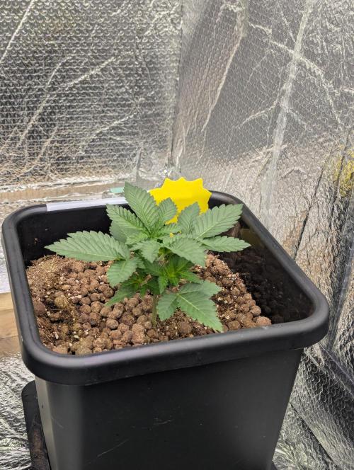 Biotabs/Autopot.- Triple Cheese. Week 3