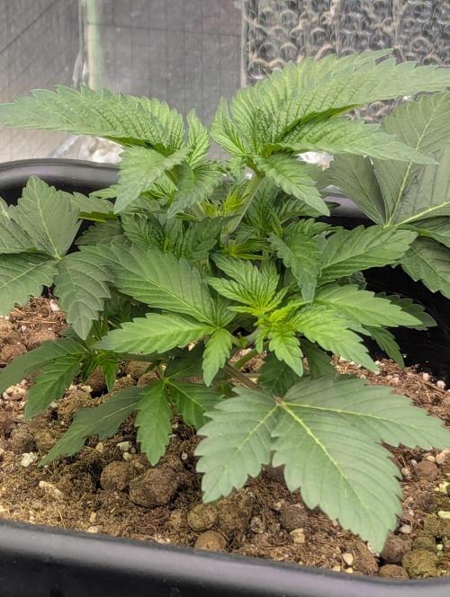 Biotabs/Autopot.- Triple Cheese. Week 3