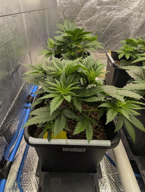 Biotabs/Autopot.- Triple Cheese. Week 4