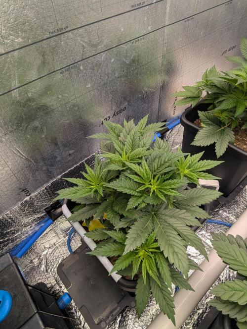 Biotabs/Autopot.- Triple Cheese. Week 4