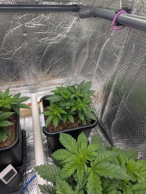 Biotabs/Autopot.- Triple Cheese. Week 4