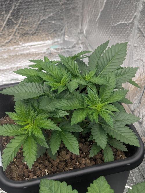 Biotabs/Autopot.- Triple Cheese. Week 4