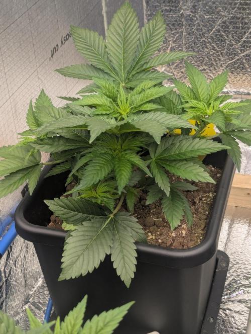 Biotabs/Autopot.- Triple Cheese. Week 4