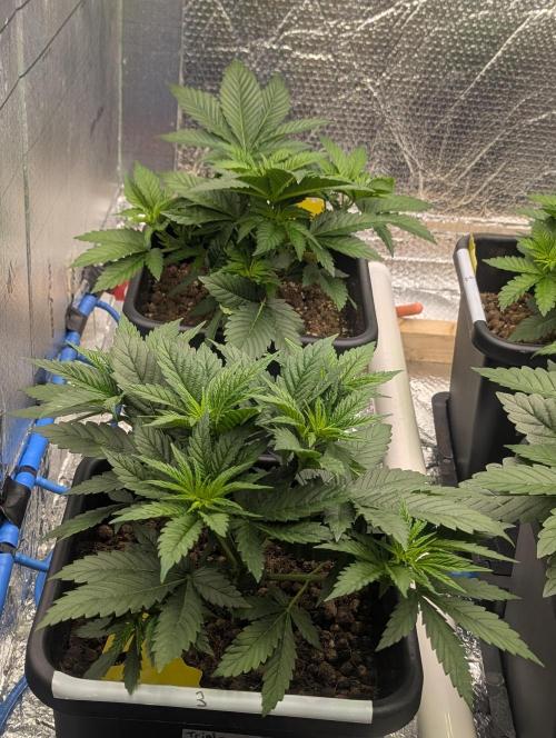 Biotabs/Autopot.- Triple Cheese. Week 4