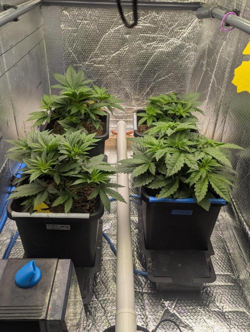 Biotabs/Autopot.- Triple Cheese. Week 4